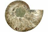 Cut & Polished Ammonite Fossil (Half) - Madagascar #206767-1
